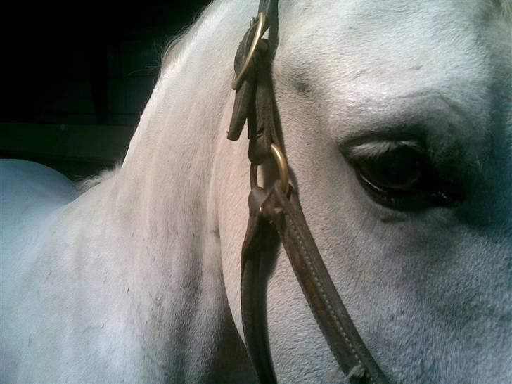 Connemara Miki billede 14