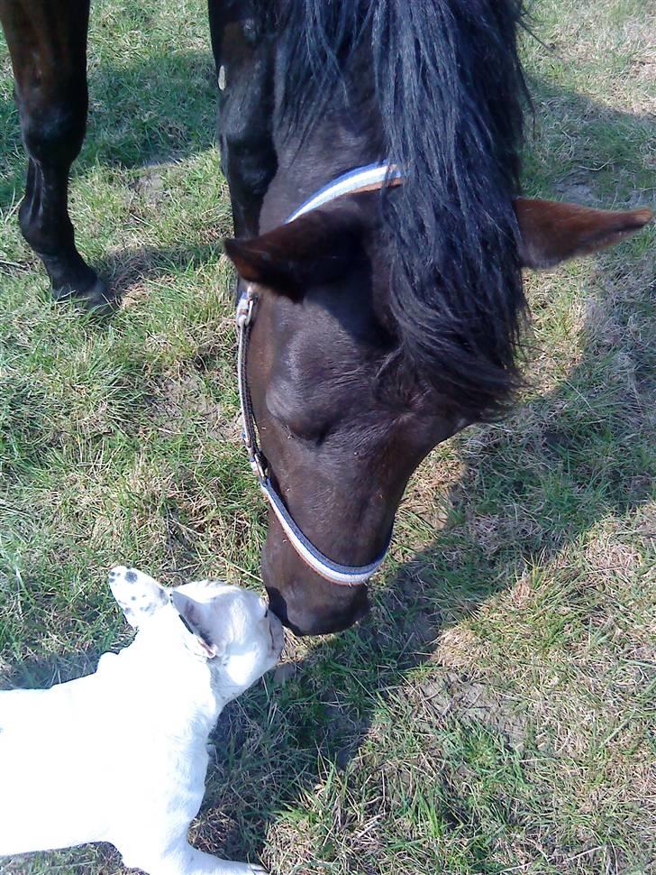 Dansk Varmblod Skovlunds Zarfir - April 2009 Zarfir og min hund Mozart:-) billede 11