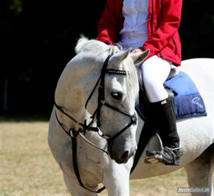 Fuldblod (XX) Silver Moon 1997-2009 billede 1