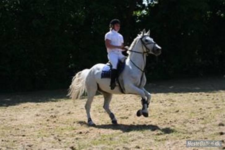 Fuldblod (XX) Silver Moon 1997-2009 billede 3