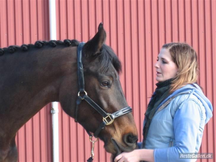 Dansk Varmblod Mindegårdens Lamina - ved ikke lige hvad jeg laver, men lamina ser sød ud billede 13