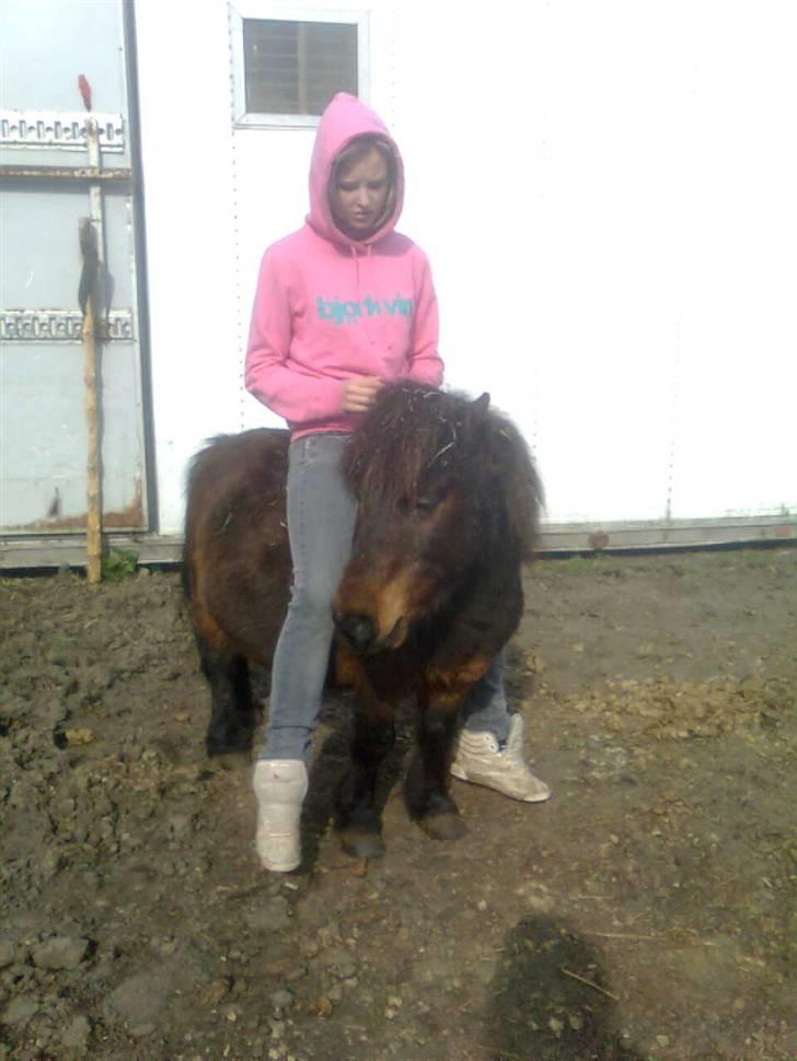 Shetlænder Charlie R.I.P :'( elsket & savnet !! <'3 - mine to engle basser billede 10
