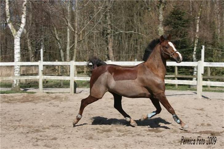 Anden særlig race Hovvejens Rex - NYT. april 09. løsspringning, du så flot. Foto: Pernica Foto billede 16