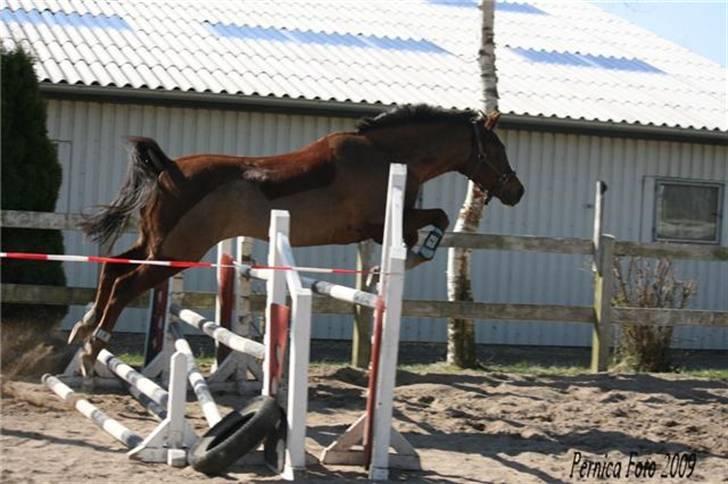 Anden s&#230;rlig race Hovvejens Rex - NYT. april 09. l&#248;sspringning. Foto: pernica foto billede 17
