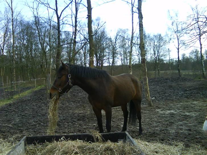 Anden særlig race Tjalfe<"33 billede 3