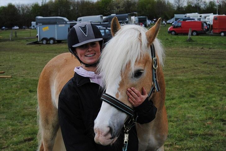 Haflinger Jupiter's bonanza (Tidl. hest) billede 6