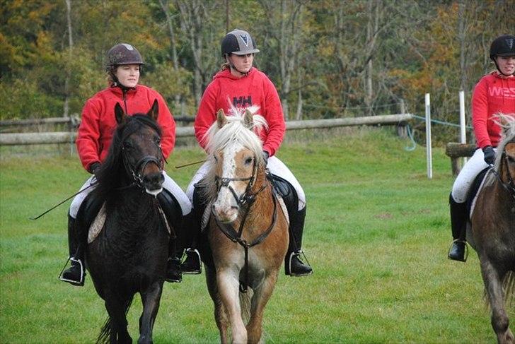 Haflinger Jupiter's bonanza (Tidl. hest) billede 7
