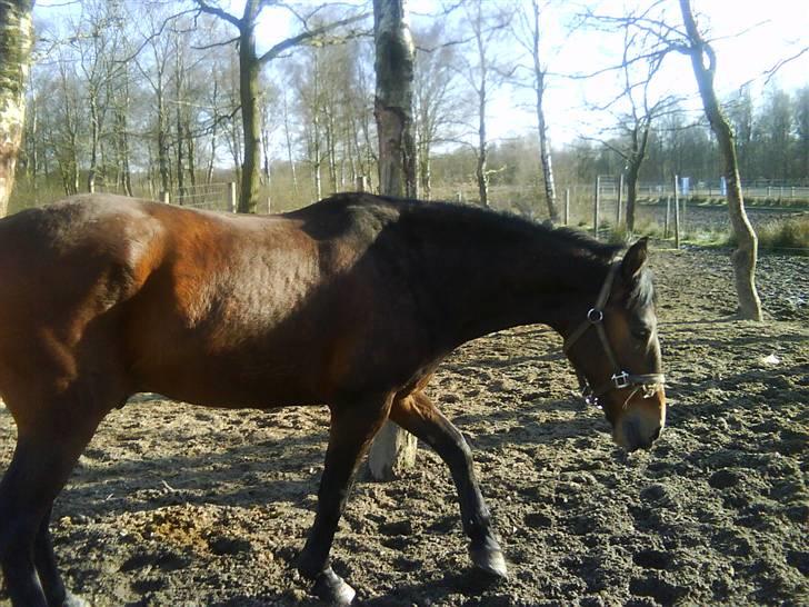 Anden særlig race Tjalfe<"33 billede 6