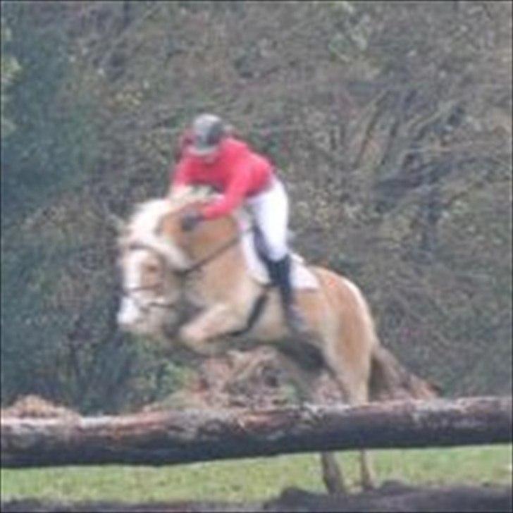 Haflinger Jupiter's bonanza (Tidl. hest) billede 8