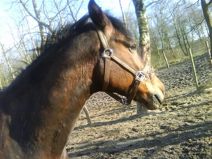 Anden særlig race Tjalfe<"33 billede 7