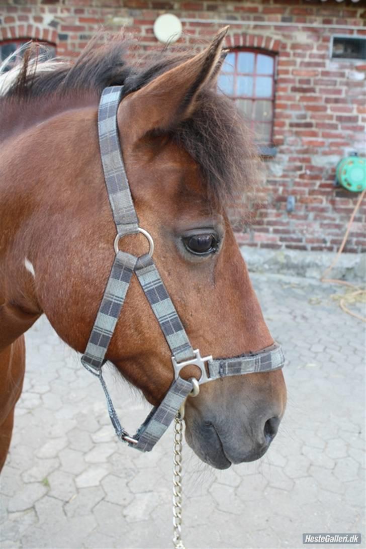 Pinto MiniMax<3 (Solgt) ;'( - Velkommen til MiniMAx´s profil<3 Mini oppe på HJRK<3 billede 1