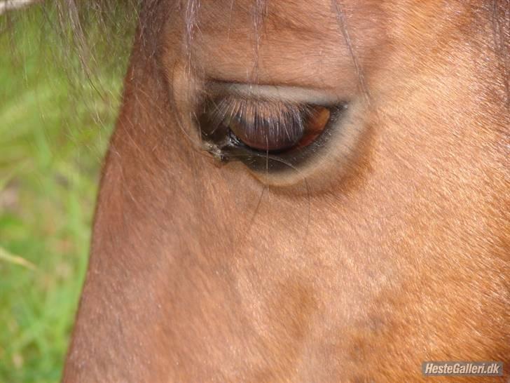 Pinto MiniMax<3 (Solgt) ;'( - Øjestennen<33 billede 2