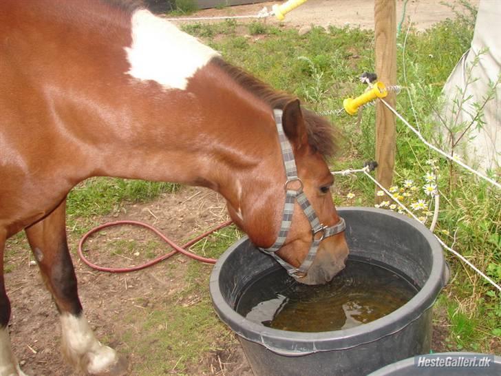 Pinto MiniMax<3 (Solgt) ;'( - Ajj´´ Jeg er tørstig!! billede 3