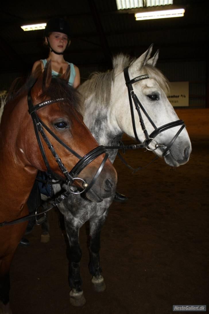 Pinto MiniMax<3 (Solgt) ;'( - MiniMax og BUckland <3  The best pony´s<3 billede 4