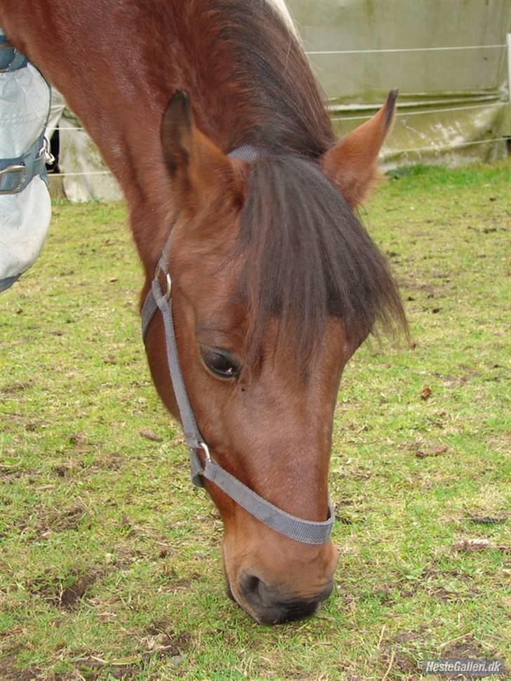 Pinto MiniMax<3 (Solgt) ;'( - Mini Blev sulten.-) billede 5