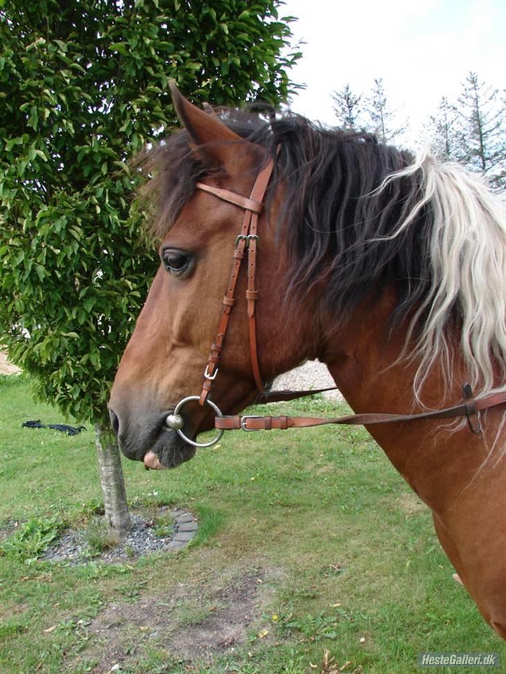 Pinto MiniMax<3 (Solgt) ;'( - MiniMax med Western hovedtøj<3 billede 6