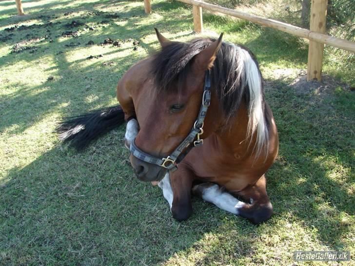 Pinto MiniMax<3 (Solgt) ;'( - Ligger lige og daser i skyggen<3 billede 7