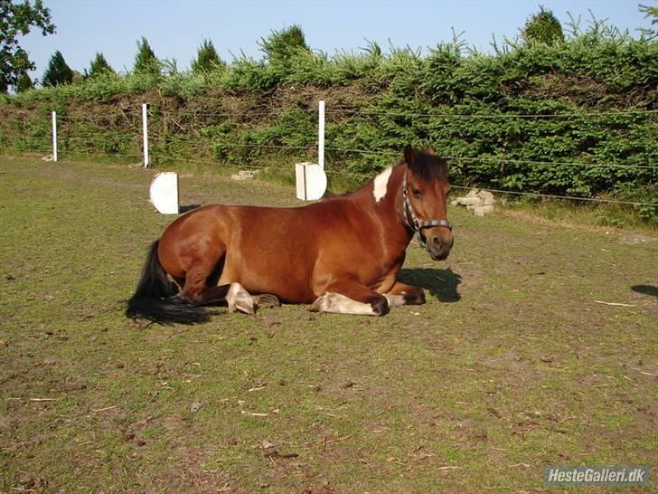 Pinto MiniMax<3 (Solgt) ;'( - blev lige lidt træt<3 billede 8