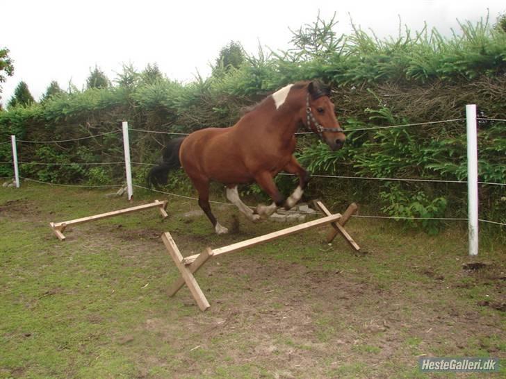 Pinto MiniMax<3 (Solgt) ;'( - Mini Løsspringer<3 billede 9