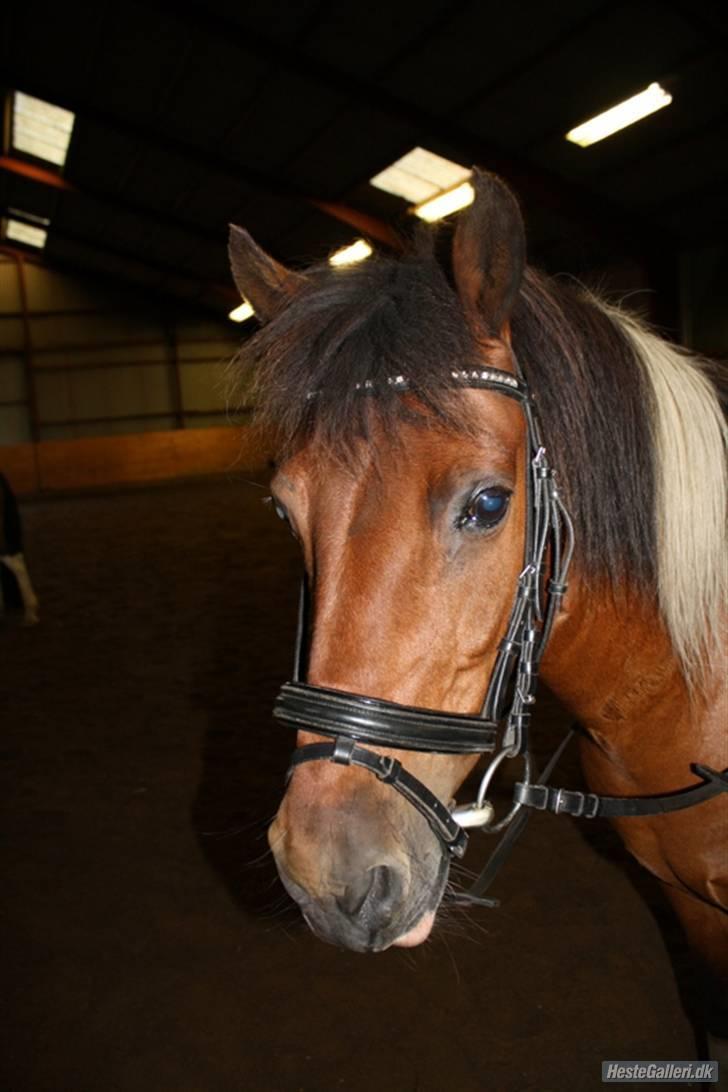 Pinto MiniMax<3 (Solgt) ;'( - Mini med dressurhvovedtøj:-) billede 10