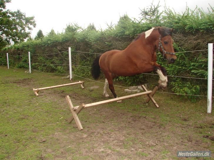 Pinto MiniMax<3 (Solgt) ;'( - Love you my boy<3 billede 11