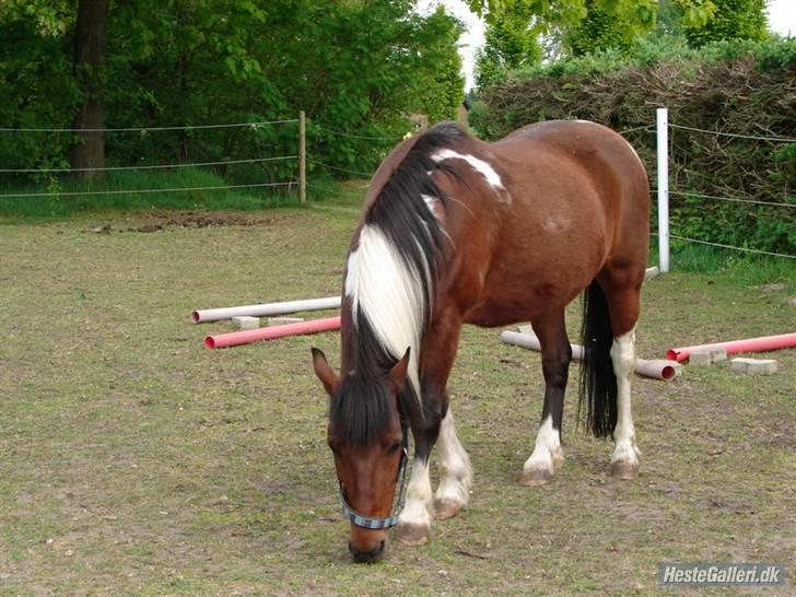 Pinto MiniMax<3 (Solgt) ;'( - Smukke<3 billede 12