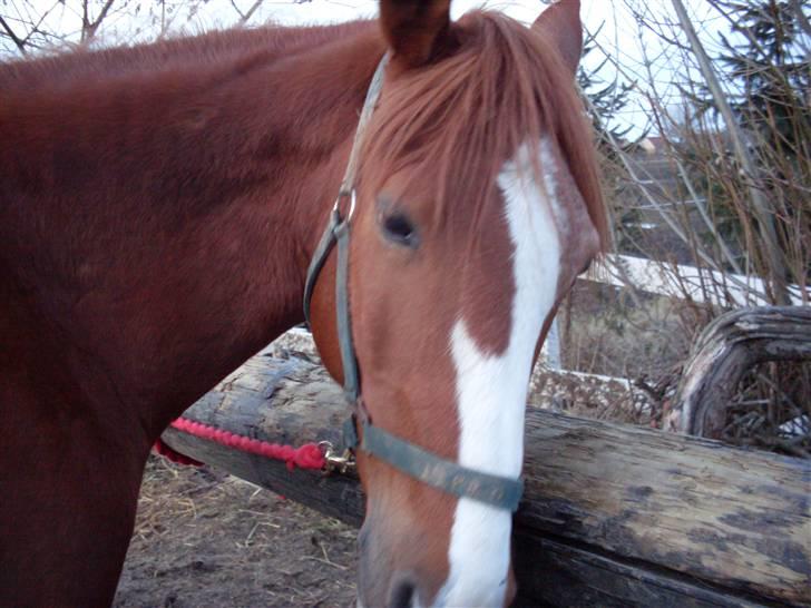 Anden særlig race Roberdoes(Robin) - Hej med dig :) billede 1