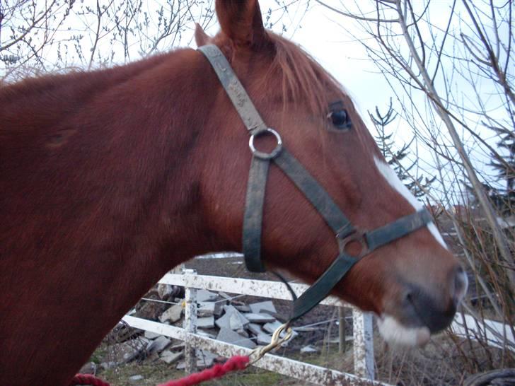 Anden særlig race Roberdoes(Robin) - Heste?? hvad laver de mon?? billede 2