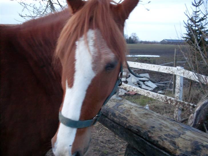 Anden særlig race Roberdoes(Robin) billede 3