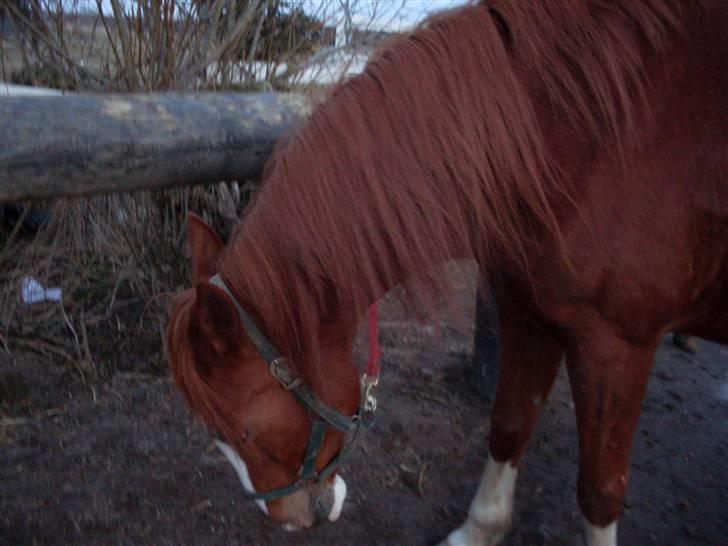 Anden særlig race Roberdoes(Robin) billede 4