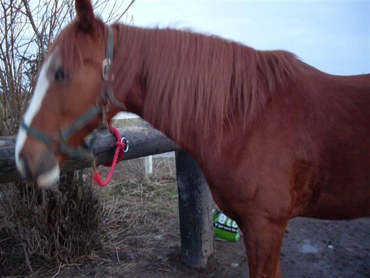 Anden særlig race Roberdoes(Robin) billede 5