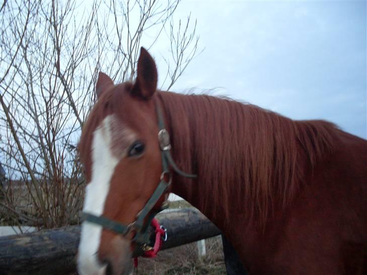 Anden særlig race Roberdoes(Robin) billede 6