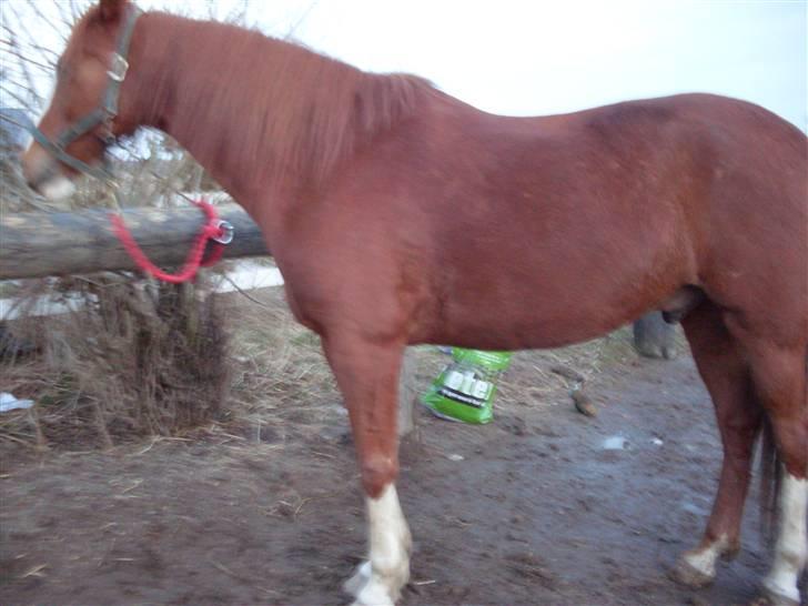 Anden særlig race Roberdoes(Robin) billede 7