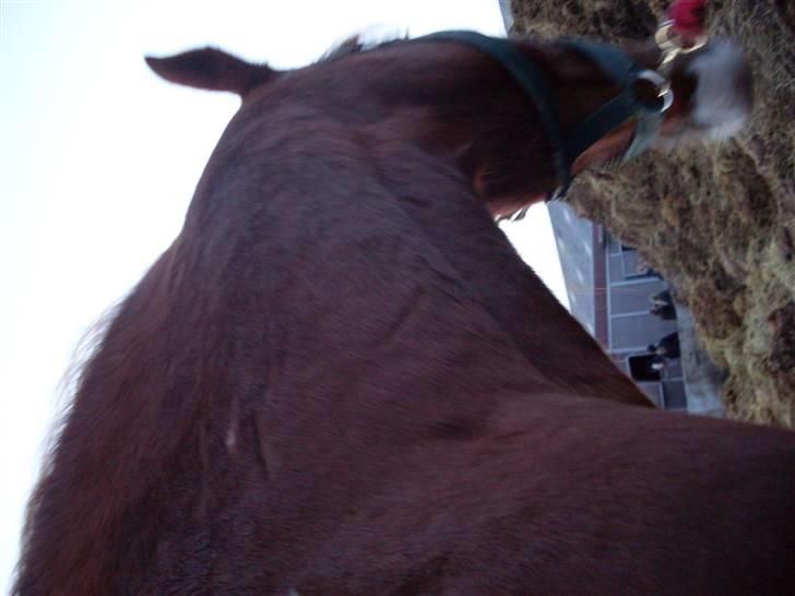 Anden særlig race Roberdoes(Robin) billede 8