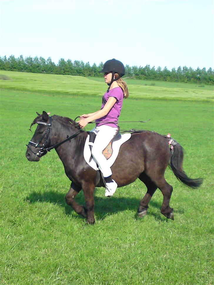 Shetlænder Charlie<gamle PART> billede 6