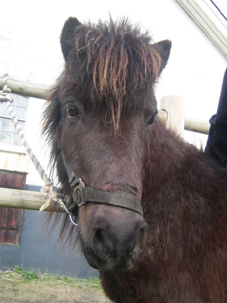 Shetlænder Charlie<gamle PART> billede 7