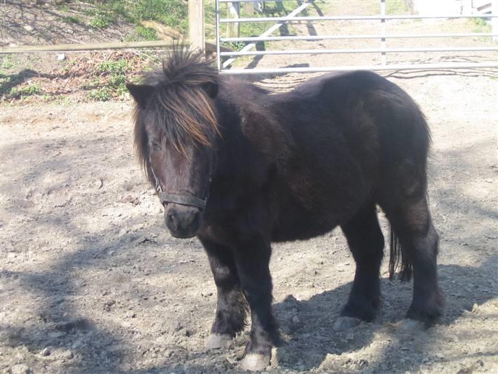 Shetlænder Charlie<gamle PART> billede 8