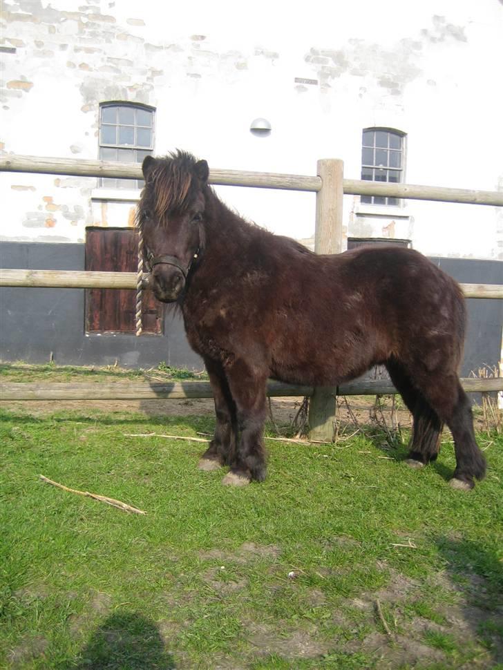 Shetlænder Charlie<gamle PART> billede 9