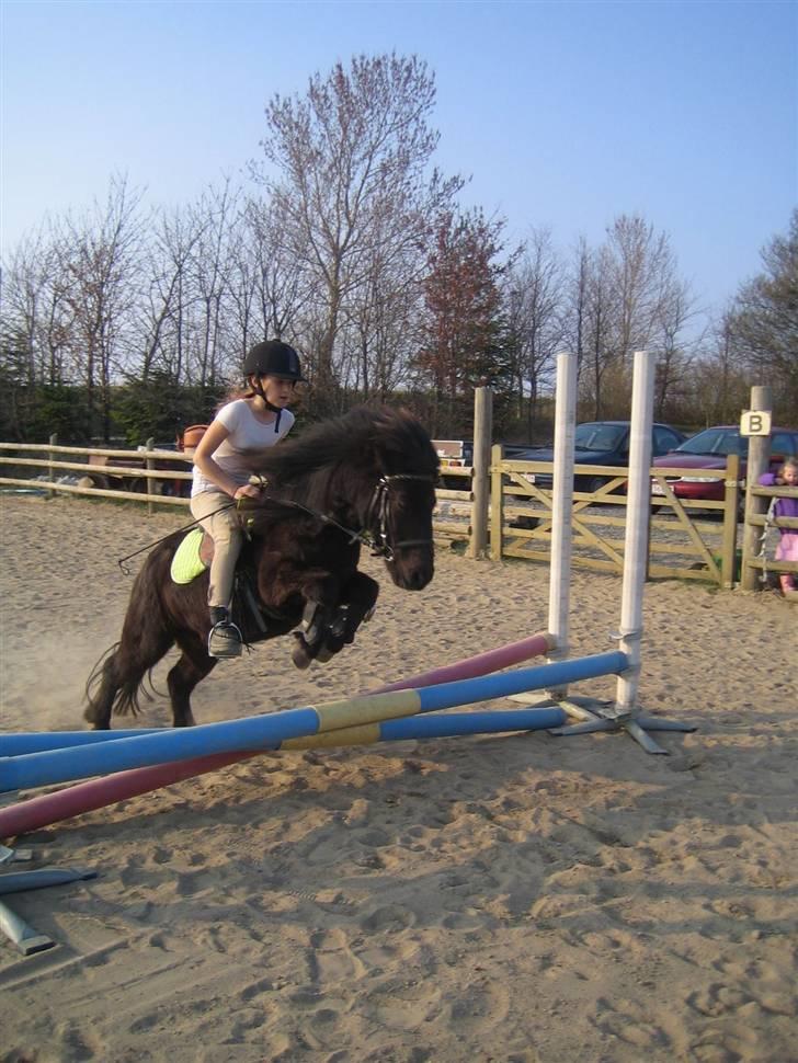 Shetlænder Charlie<gamle PART> billede 10