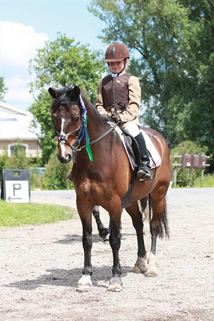 Anden særlig race Palle - TIL SOLGT - Palle og jeg vinder jokerspring LC på Hørsholm rideklub billede 1