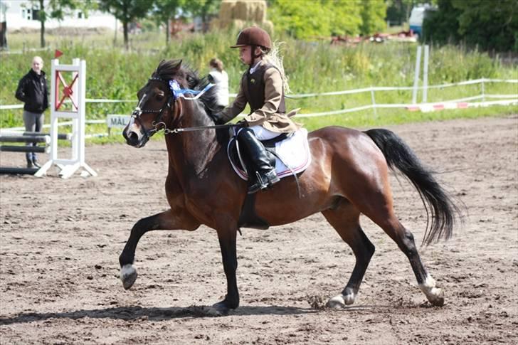 Anden særlig race Palle - TIL SOLGT - Jeg prøver Palle for første gang oppe på Dyresten hos Natasja og Julie billede 2