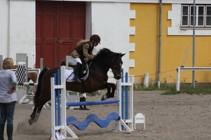 Anden særlig race Palle - TIL SOLGT - LC på Hørsholm - vi vinder! billede 3