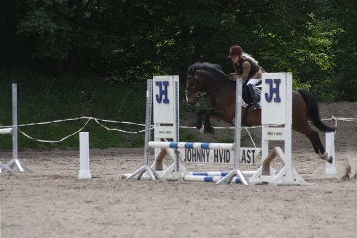 Anden særlig race Palle - TIL SOLGT - LC på Hørsholm billede 4