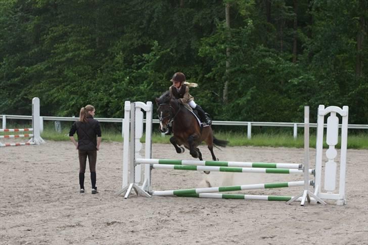 Anden særlig race Palle - TIL SOLGT - Palle er fantastisk til omspringning billede 5