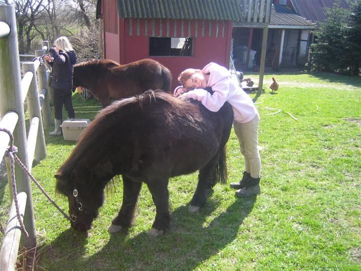 Shetlænder Charlie<gamle PART> billede 11