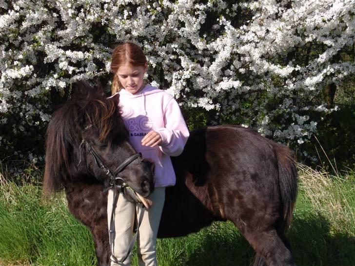 Shetlænder Charlie<gamle PART> billede 12