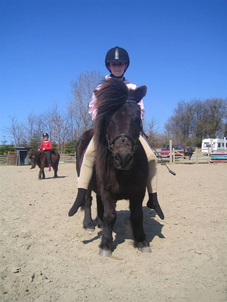 Shetlænder Charlie<gamle PART> billede 13