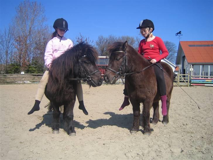 Shetlænder Charlie<gamle PART> billede 14