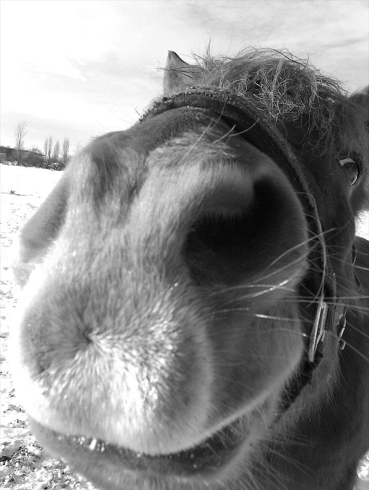 Islænder Toke |I Miss You| - Ved Seden Strand. - Fotograf Michael Jensen. billede 1