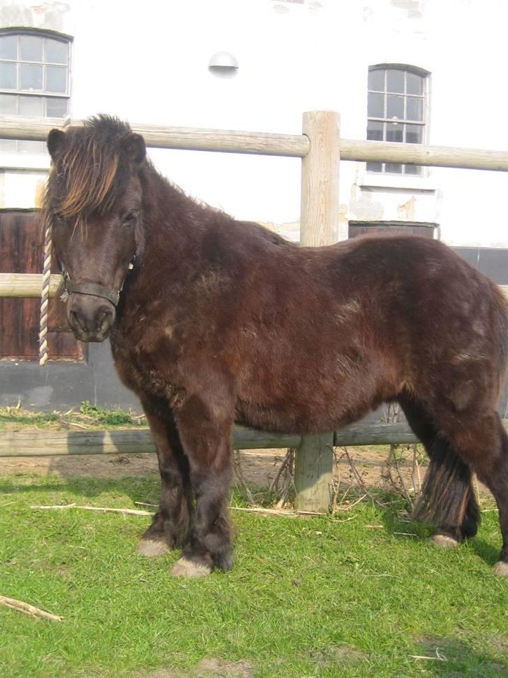 Shetlænder Charlie<gamle PART> billede 15